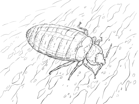 Bed Bug Coloring Page